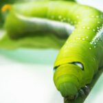 Locally Grown Food - Green Tobacco Hornworm Caterpillar on Green Plant in Close-up Photography