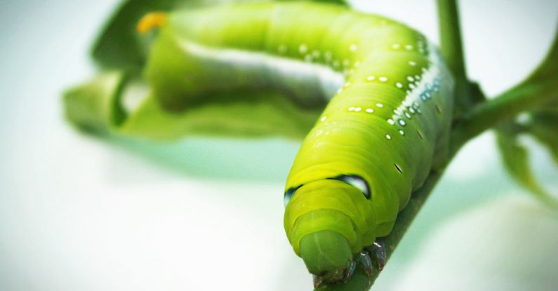 Locally Grown Food - Green Tobacco Hornworm Caterpillar on Green Plant in Close-up Photography
