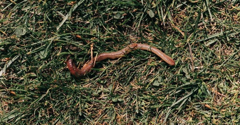 Compost - Red earthworm crawling on grassy soil