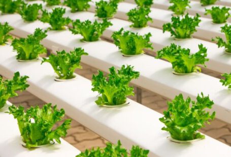 Hydroponics - View of Vegetables