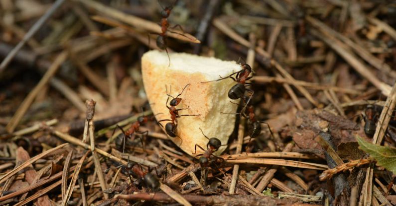 Biomass - Thin wild ants eating in forest